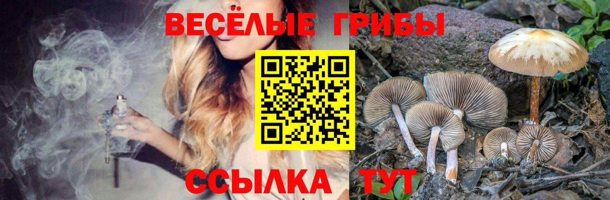 Заинск  Галлюциногенные грибы Psilocybe  Вход с VPN 